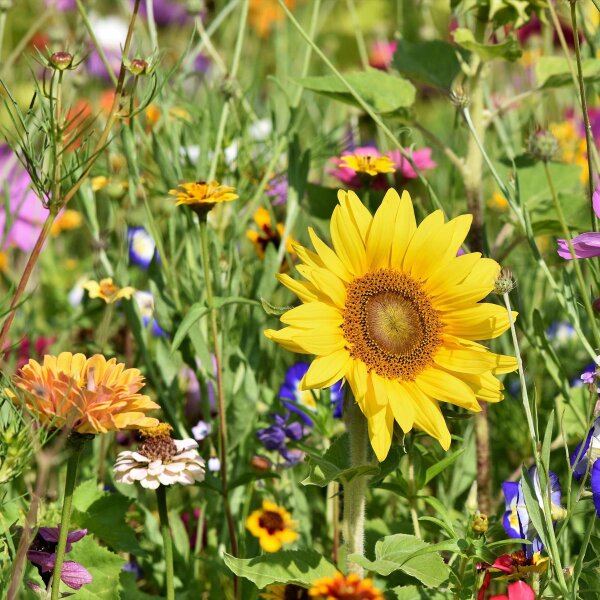 Insektenfreundliche  Bio -Blüh-Mischung (10 g passend für ca. 5 m² Fläche)