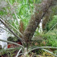 Bronzefenchel (Foeniculum vulgare) Bio Saatgut