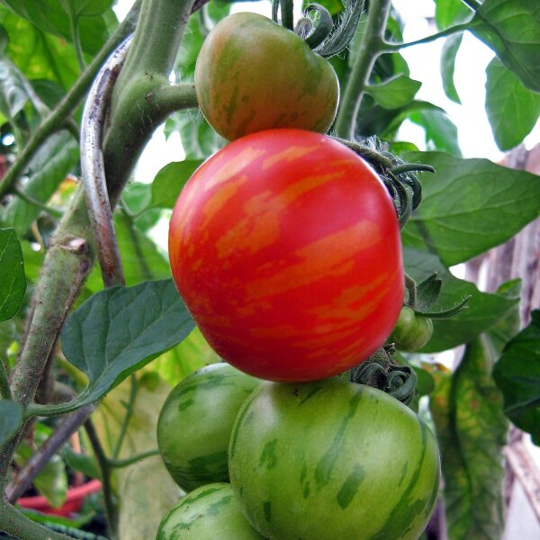 Gestreifte Tomate Tigerella (Solanum lycopersicum) Bio Saatgut