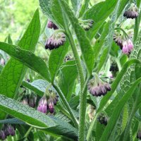 Echter Beinwell (Symphytum officinale) Bio Saatgut