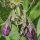 Echter Beinwell (Symphytum officinale) Bio Saatgut